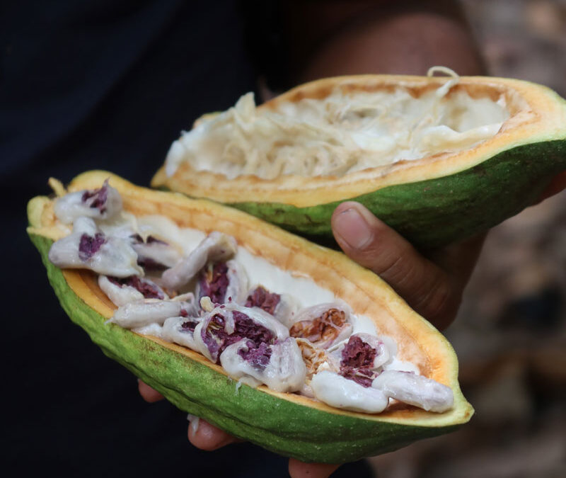 Peru: Kleinbauern erobern Kakaomarkt