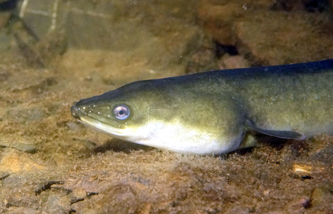 Kopfansicht eines auf dem Seegrund liegenden Aals, mit violetten Augen, schaut in die Kamera.