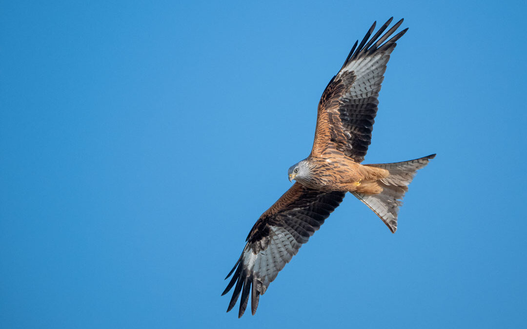 Artenschwund: Auf der Strecke