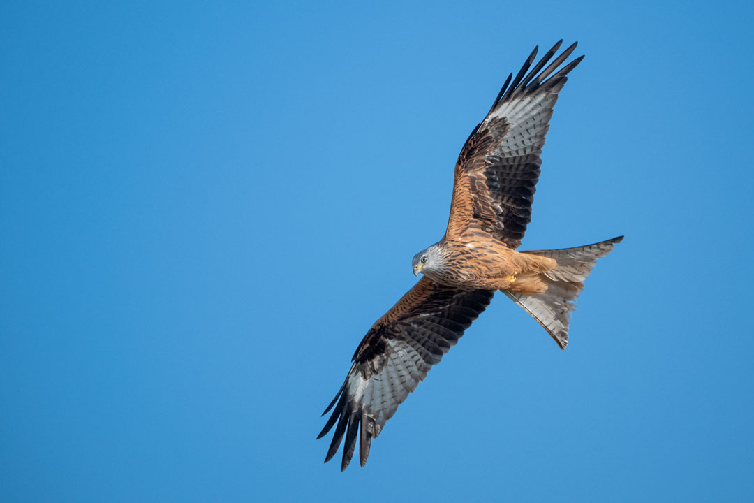 Großer Vogel mit ausgebreiteten Flügeln fliegt im blauen Himmel. 