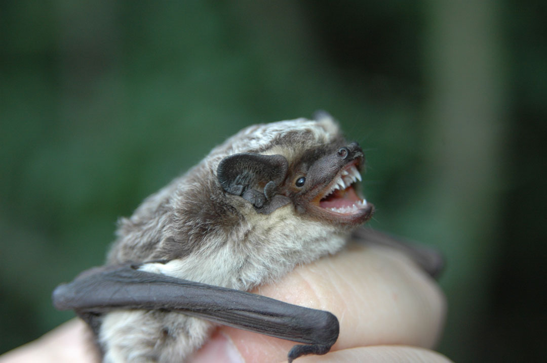 Fledermaus mit dunklem Kopf und Rücken und heller Brust und Bauch; klammert sich an Menschenfinger fest. Ihr Mund ist offen, kleine spitze Zähnchen.