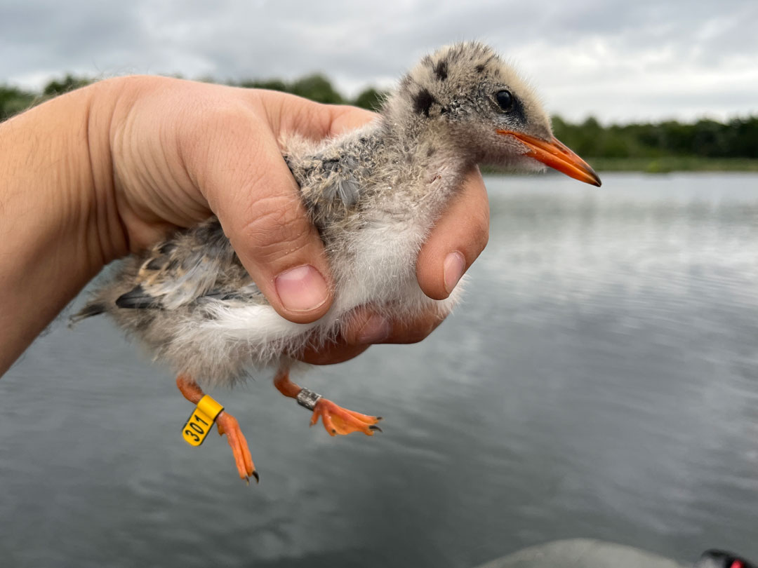 Eine Hand hält einen kleinen zotteligen Jungvogel fest, ihr rechtes Bein ist beringt, im Hintergrund ein See.