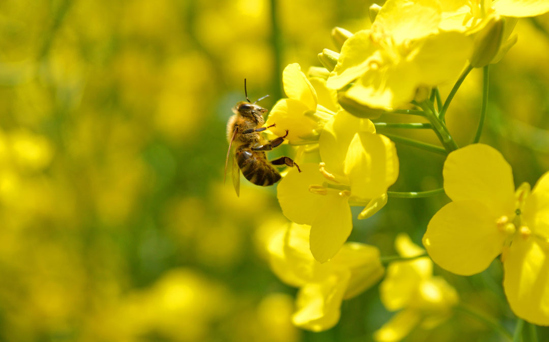 Nahaufnahme einer Biene, die eine gelbe Rapsblüte bestäubt.