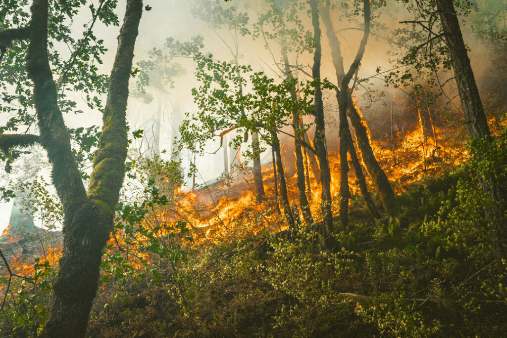 Foto eines Waldstücks, das in Flammen steht. Im Hintergrund ist alles verraucht, in der Mitte verbrennen Bäume, im Vordergrund steht ein noch intakter Stamm.