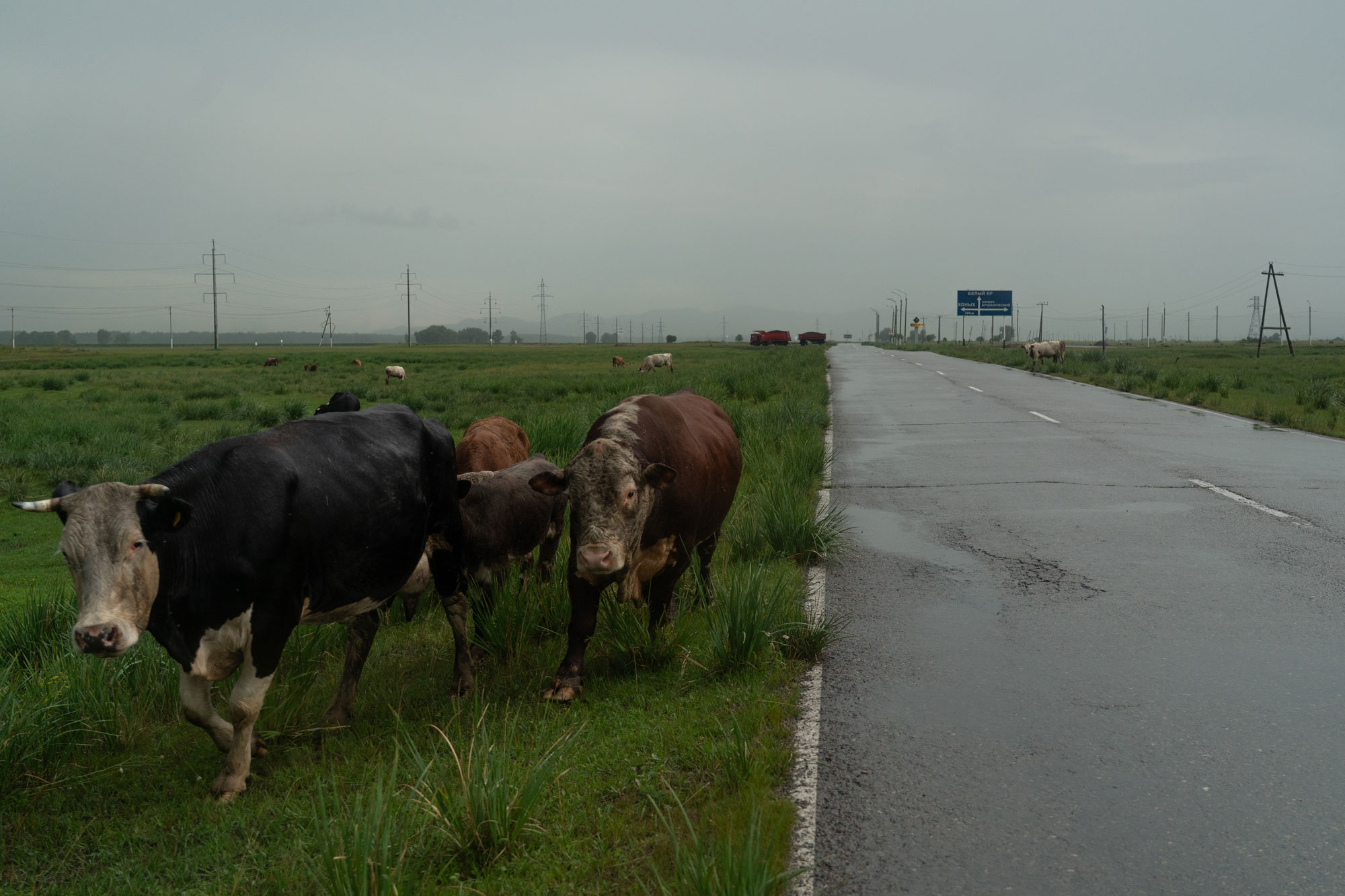 Des vaches marchent sur une prairie au bord d’une route. Leurs museaux et leurs jambes sont noircies par la poussière provenant de la mine de charbon voisine.